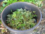 Plantes pour extraits